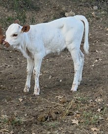 ERZ KID'S LOVELY DIAMOND