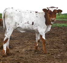 Hercules X Wynonna Heifer