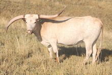 HCR HANGIN' TUFF FLOWER 