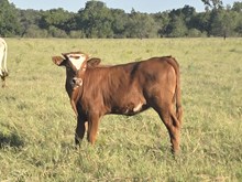 WL JAMMIN JEWEL x KDK WILDFIRE 25