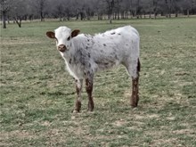 PACIFIC YELLOW BELL x KDK WILDFIRE - 25