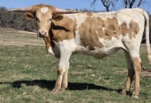 SILVER SHINNING X WT KID ROCK 24