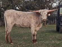 Pacific Lupin x REBEL HR - Tag 1752