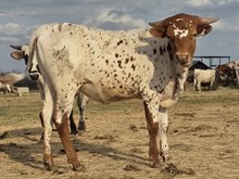 OLD TOWN GYPSY X WT KID ROCK- TAG 3549