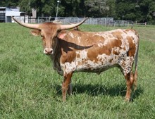 Riverforks Pale Face