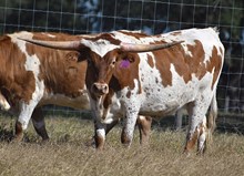 RJF SOUTHERN CHARISMA 404 