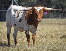 RJF DIXIELAND DELIGHT 406 