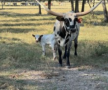 RJF HEAVENLY GLORY 218 X WT KID ROCK TAG 536