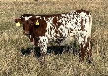 Single Blossom 25 hef