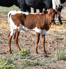 Hercules X Promenade heifer 955