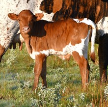 Hercules X CutN Flair bull