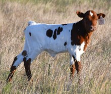 Hercules x Magnolia heifer