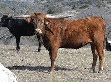 KDK HERC'S ARIES