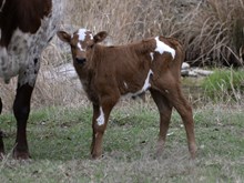 Champagne bull calf