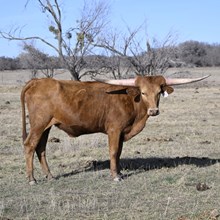 HR Rebel Bang x WT KID ROCK - Tag 1722