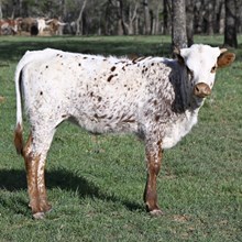 PACIFIC YELLOW BELL x KDK WILDFIRE - 25