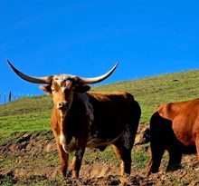 JL Daytona Sweet Chex