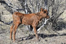 KDK HERC’S SUGAR 611