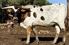 NRR Rocking on Sunshine