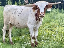 Shenanigrin