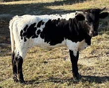  NRR Good Friday Luck