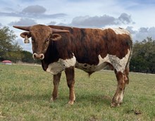 1 BUX 32 # 604 JJ X BRAZOS KACIE