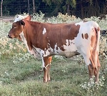 4L Welcome to the Jungle Darlin