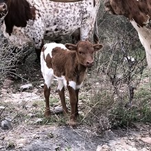 KDK HERC’S MY SHARONA