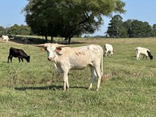 HRT Respect the Wildfire