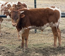 J7 SPECIAL CUT 🇺🇸