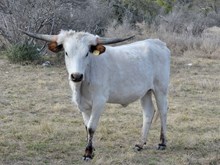 KDK HERC’S PETUNIA 404