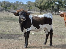 KDK HERC’S TINKERBELL